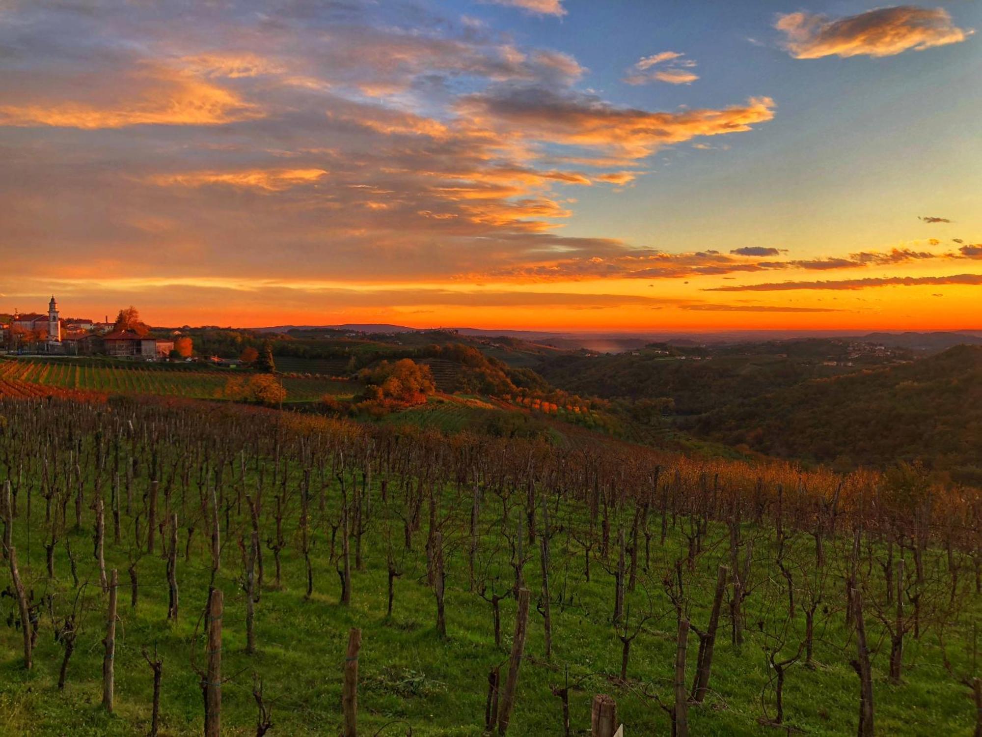Kojsko Peterc Vineyard Estate Bed & Breakfast エクステリア 写真